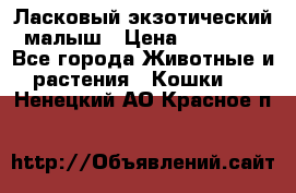 Ласковый экзотический малыш › Цена ­ 25 000 - Все города Животные и растения » Кошки   . Ненецкий АО,Красное п.